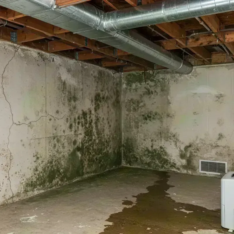 Professional Mold Removal in South Barrington, IL